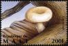 Colnect-2607-006-Deceiving-Milk-Cap-Lactarius-deceptivus.jpg