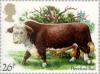 Colnect-122-351-Hereford-Bull-Bos%C2%A0primigenius-taurus.jpg