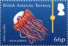 Colnect-3716-137-Alarm-Jellyfish-Atolla-wyvillei.jpg