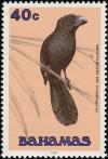 Colnect-576-824-Smooth-billed-Ani-Crotophaga-ani.jpg