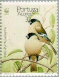 Colnect-186-587-Azores-Bullfinch-Pyrrhula-murina.jpg