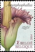 Colnect-1958-035-Amorphophallus-Titanum----Titan-Arum.jpg