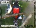 Colnect-5987-255-Small-Red-bellied-Trogon-Trogon-curucui.jpg