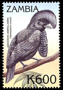 Colnect-3507-620-%C2%A0Amazonian-Umbrellabird%C2%A0-%C2%A0Cephalopterus-ornatus.jpg