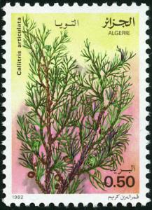 Colnect-2071-733-Callitris-articulata.jpg