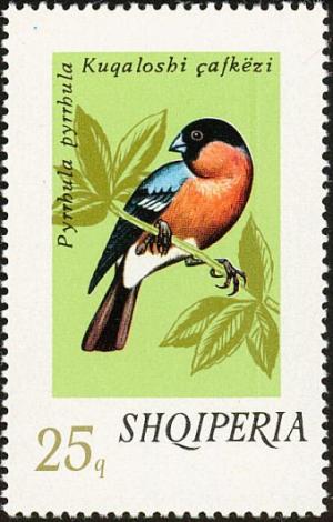 Colnect-1156-577-Eurasian-Bullfinch%C2%A0Pyrrhula-pyrrhula.jpg