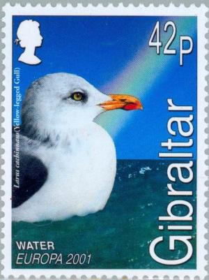 Colnect-121-074-Yellow-legged-Gull-Larus-cachinnans-michahellis.jpg