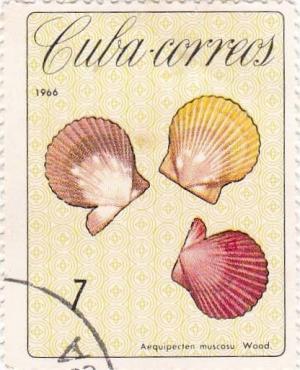 Colnect-2095-234-Rough-Scallop-Aequipecten-muscosus.jpg