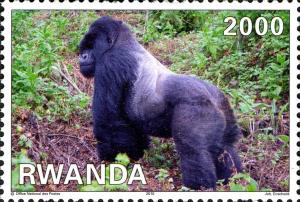 Colnect-2577-498-Mountain-Gorilla-Gorilla-beringei-beringei.jpg