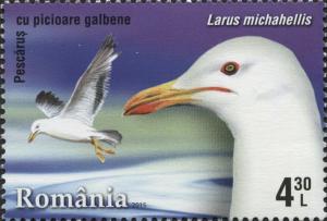 Colnect-2915-334-Yellow-legged-Gull-Larus-cachinnans-michahellis.jpg