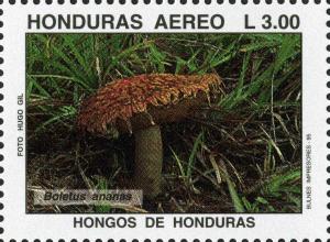 Colnect-3106-856-Boletellus-as-Boletus-ananas.jpg