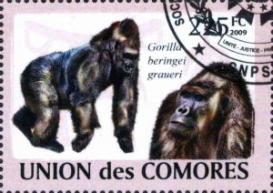 Colnect-4906-416-Gorilla-beringei-graueri.jpg