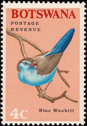 Colnect-597-708-Blue-Waxbill-Uraeginthus-angolensis.jpg