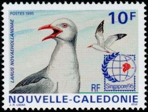 Colnect-855-381-Silver-Gull-Larus-novaehollandiae.jpg