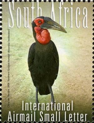 Southern-Ground-Hornbill-Bucorvus-leadbeate.jpg