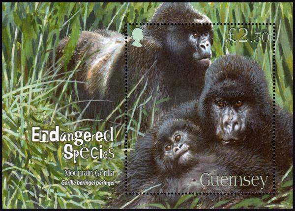 Colnect-5488-622-Mountain-Gorilla-Gorilla-beringei-beringei.jpg