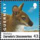 Colnect-4150-506-Wallaby-Macropus-sp.jpg