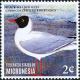 Colnect-5782-116-Black-headed-Gull---Chroicocephalus-ridibundus.jpg