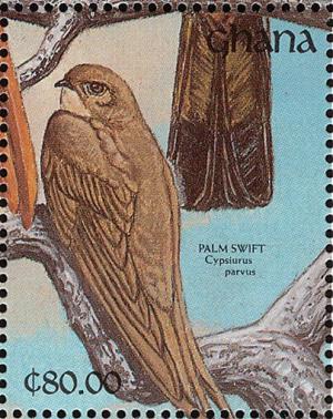 Colnect-1459-779-African-Palm-Swift%C2%A0Cypsiurus-parvus.jpg