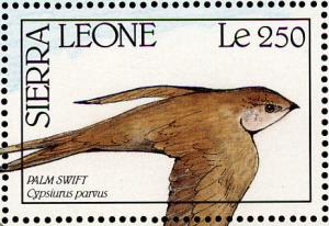 Colnect-2194-117-African-Palm-Swift-Cypsiurus-parvus.jpg