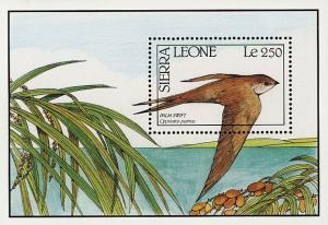 Colnect-2194-146-African-Palm-Swift-Cypsiurus-parvus.jpg