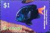 Colnect-4611-732-Yellowtail-damselfish.jpg