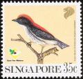 Colnect-1623-932-Scarlet-backed-Flowerpecker%C2%A0Dicaeum-cruentatum.jpg