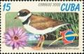 Colnect-2117-686-Semipalmated-Plover-Charadrius-semipalmatus.jpg