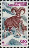 Colnect-888-113-Mouflon-Ovis-orientalis.jpg