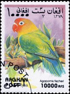 Colnect-3694-450-Fischer--s-Lovebird-Agapornis-fischeri.jpg