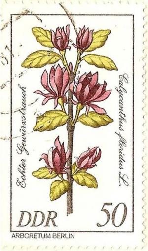 Calycanthus_floridus_DDR.JPG