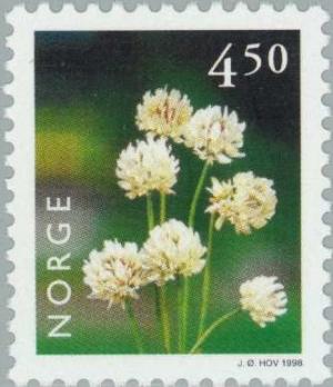 Colnect-162-595-White-Clover-Trifolium-repens.jpg