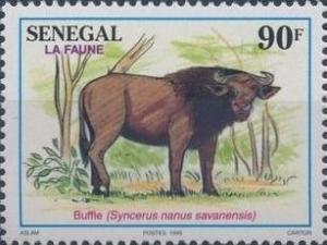 Colnect-2189-111-Savannah-Dwarf-Buffalo-Syncerus-caffer-nanus-savanensis.jpg