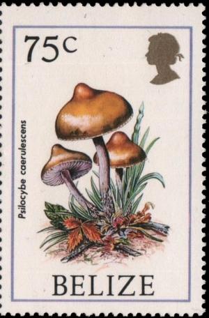 Colnect-2312-477-Psilocybe-Caerulescens.jpg