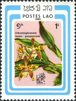 Colnect-2550-053-Odontoglossum-luteo-purpureum.jpg