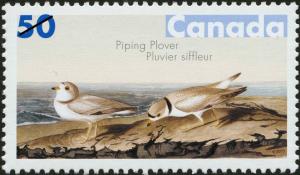 Colnect-2985-130-Piping-Plover-Charadrius-melodus.jpg