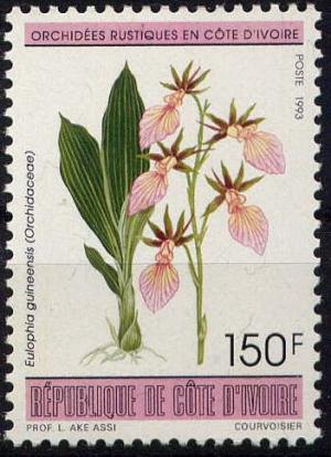 Colnect-4152-087-Eulophia-guineensis.jpg