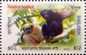 Colnect-4409-170-Western-hoolock-gibbon-Hoolock-hoolock.jpg