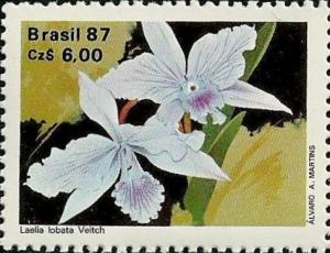 Colnect-718-169-Cattleya-lobata-synLaelia-lobata.jpg