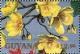 Colnect-3499-137-Cochlospermum-vitifolium.jpg