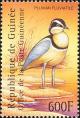 Colnect-3804-316-Egyptian-Plover-Pluvianus-aegyptius.jpg