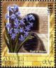 Colnect-4121-423-Pool-of-Siloam-hyacinthus-orientalis.jpg