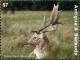 Colnect-6446-186-Fallow-Deer-Dama-dama.jpg