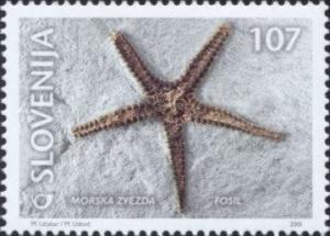 Colnect-697-344-Fossils---Starfish-Fossil.jpg