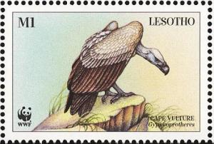 Colnect-1725-589-Cape-Vulture-Gyps-coprotheres.jpg