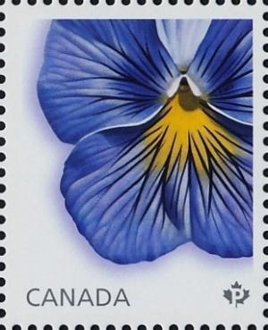 Colnect-3193-528-Delta-Premium-Pansy.jpg