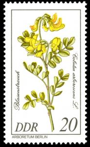 Colnect-1981-078-Colutea-arborescens.jpg