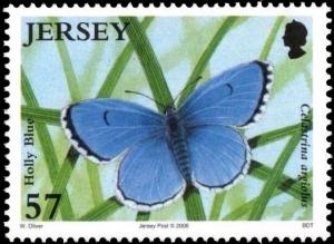 Colnect-5154-161-Holly-Blue-Celastrina-argiolus.jpg