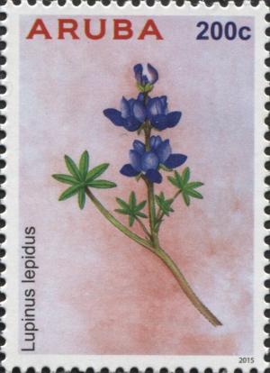 Colnect-6277-659-Lupinus-lepidus.jpg