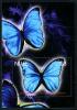 Colnect-2479-865-Rhetenor-Blue-Morpho-Morpho-rhetenor.jpg